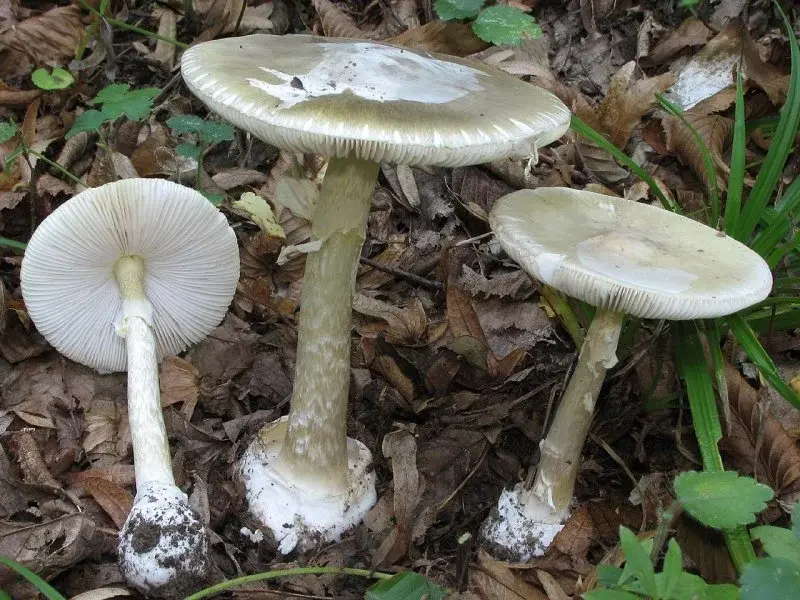Бледная поганка: фото, описание гриба и признаки отравления