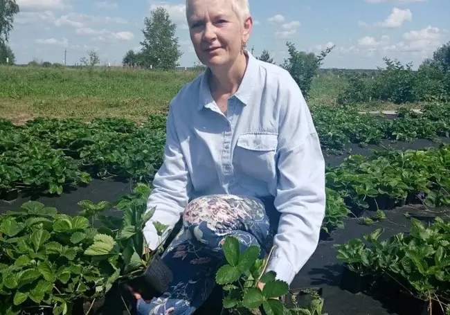 Какие новые сорта клубники выбрать для посадки на своем участке в августе? Узнали в белыничском питомнике саженцев