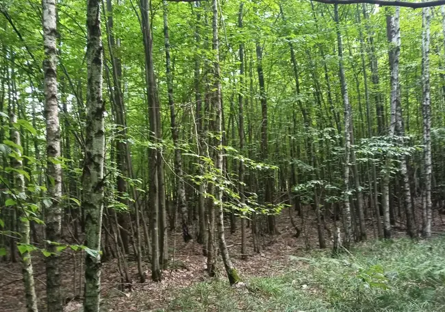 На шашлыки выехать не получится. Посещение лесов в Бобруйском районе с 29 апреля ограничено