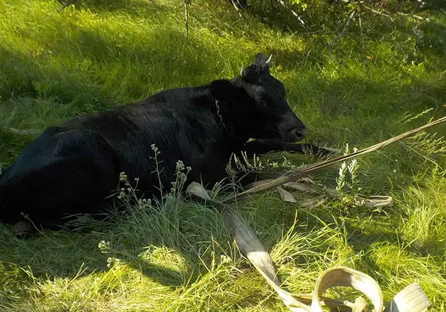 В Бобруйском районе корова упала в колодец: на помощь пришли спасатели