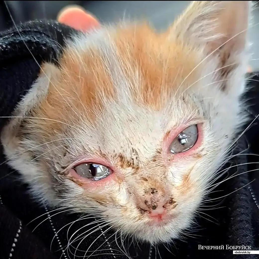 Спасенным в Бобруйске из-под машин котятам нашли добрых хозяев | bobruisk.ru