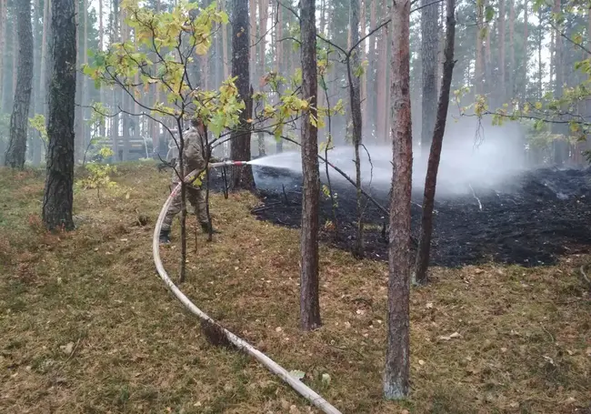 «Так поздно запрет еще не действовал». В Бобруйском лесхозе рассказали, почему так долго не открывали лес