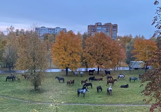 Табун лошадей пробежал по улицам Могилева. Видео
