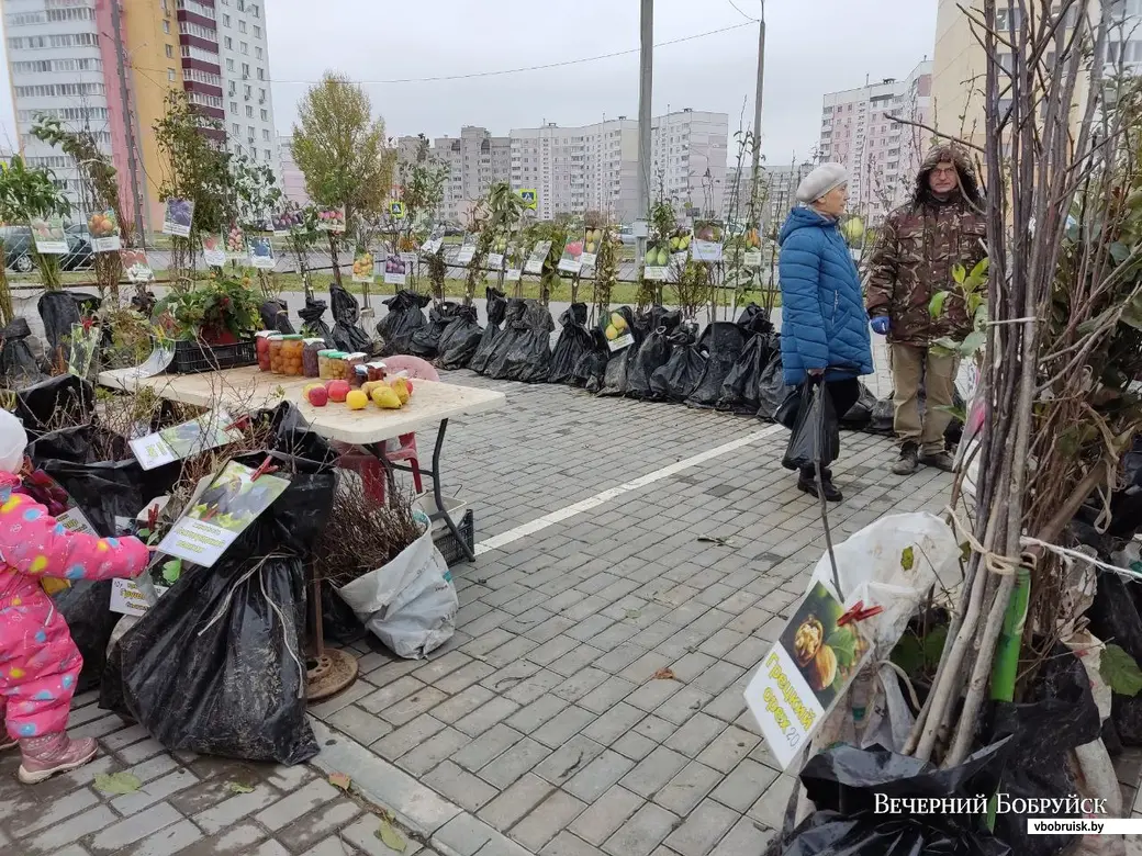 Желтая малина и черевишня: на сельхозярмарке в Могилеве все еще можно  разжиться саженцами | bobruisk.ru