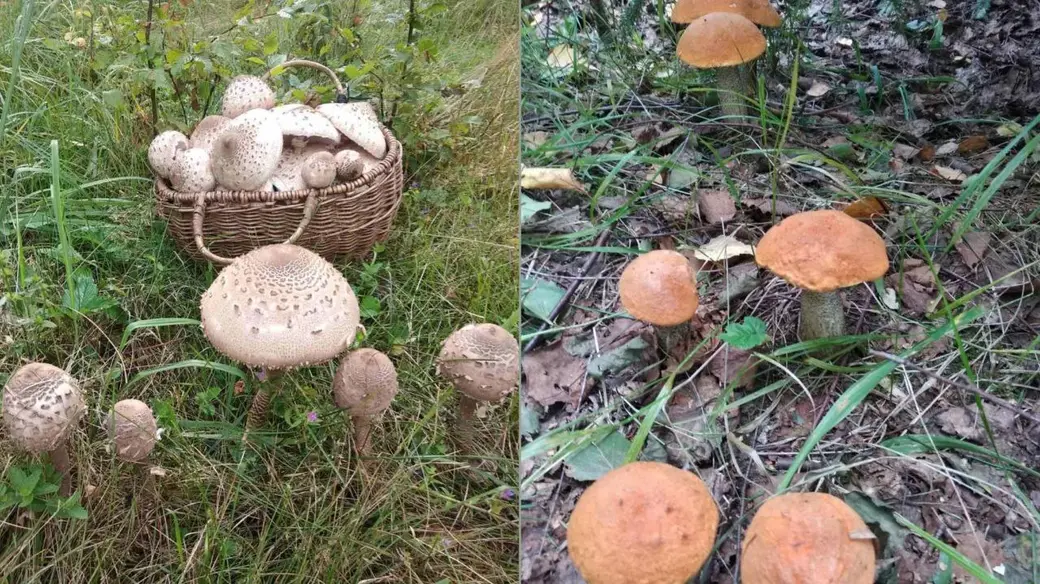 Находки Тамары Катомкиной из Кировского района. Граница Кировского и Кличевского районов, август 2024 год.