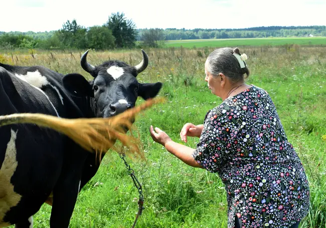 «На коровах можно делать хороший бизнес». Как супруги из Кличевского района подрабатывают на молоке, клубнике, картошке