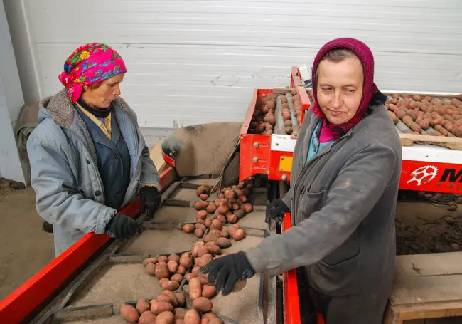 Налоговая пояснила, что надо сделать производителям сельхозпродукции для перехода на единый налог