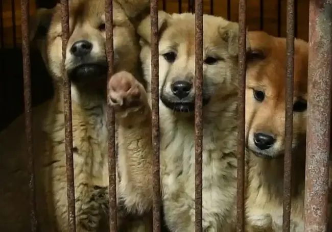 Парламент Южной Кореи запретил разводить и убивать собак для еды