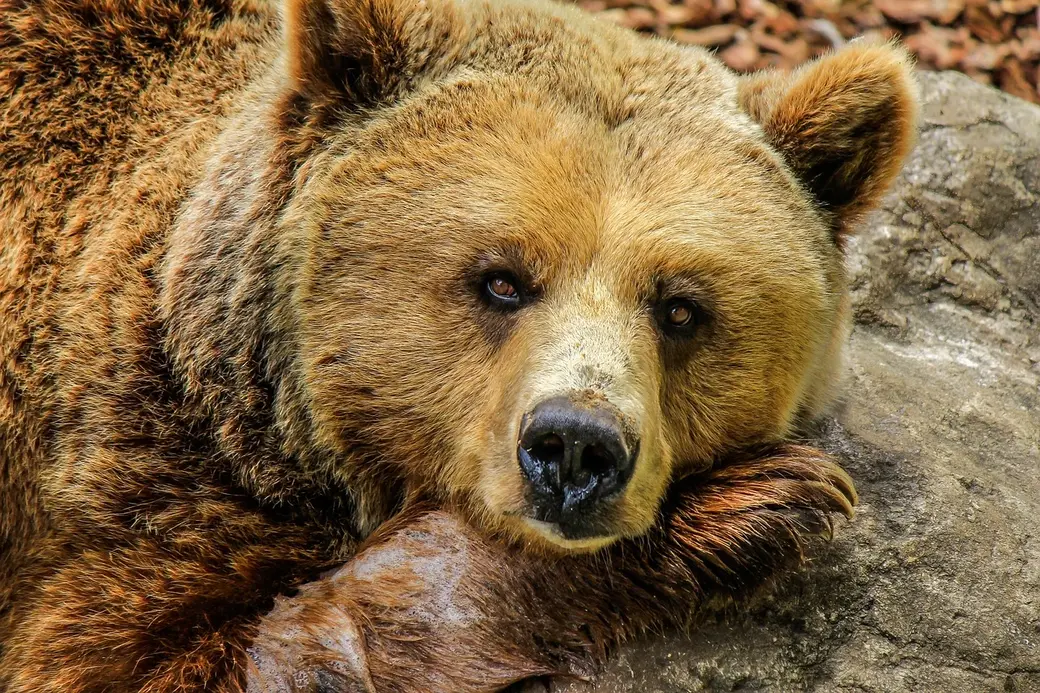 Почему на самом деле медведь не ведает, где мёд? | Лингвоед | Дзен