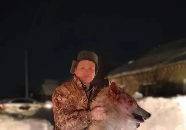 Волк загрыз насмерть женщину в Курганской области
