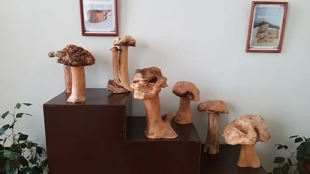 Вот какие «грибы» собрал в лесу под Богушовкой Владимир Шинкевич.