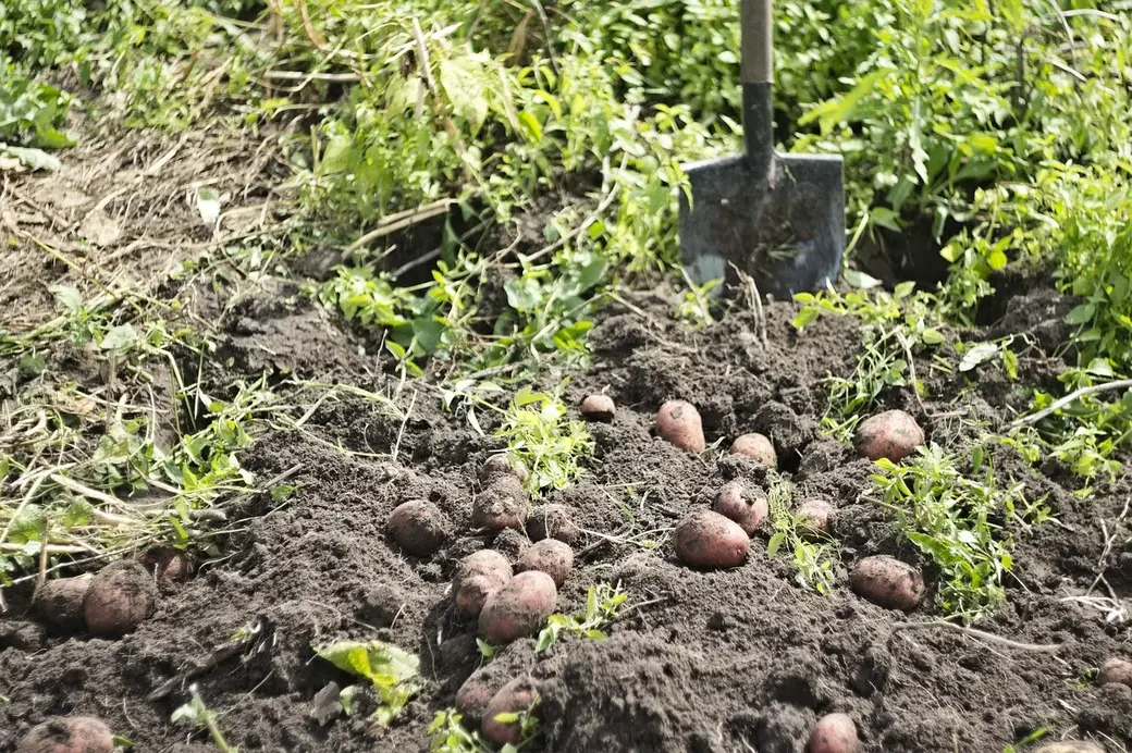 Удобрения купить