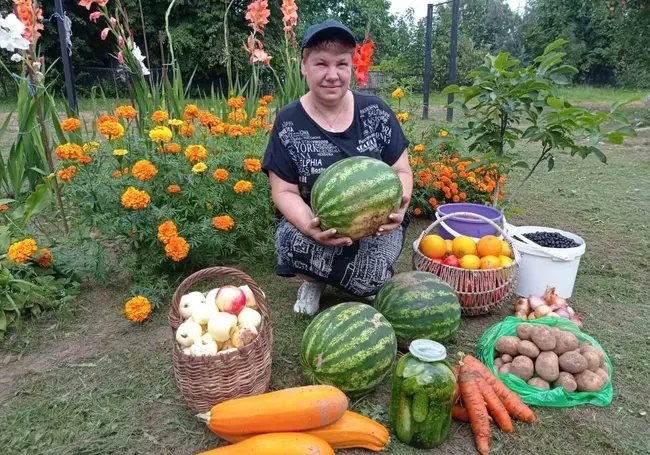 Как вырастить сладкие 10-килограммовые арбузы без парника и удобрений. Рассказывает дачница, у которой это получилось