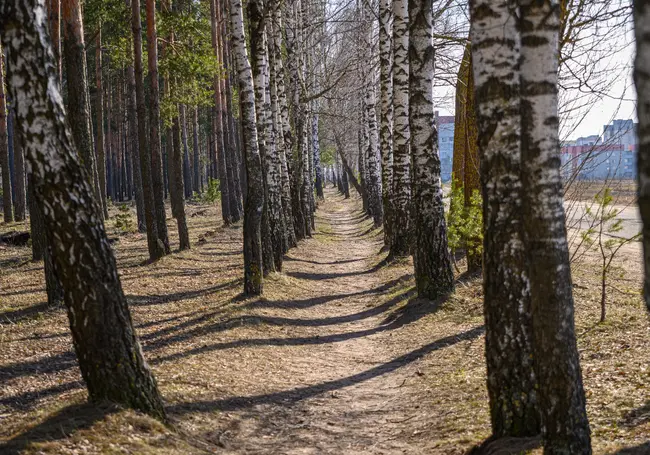 Каким будет начало весны в Беларуси? Прогноз синоптиков на первые дни марта