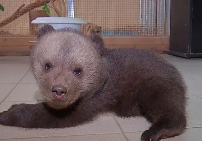 В Могилевском зоосаде – новая питомица: малышка-медведица. Ее нашли в лесу замерзающей и голодной