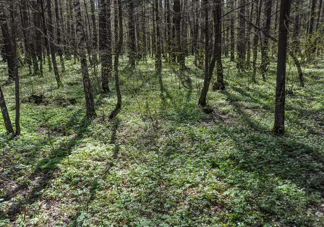 Запрет на посещение лесов снят во всех районах Беларуси