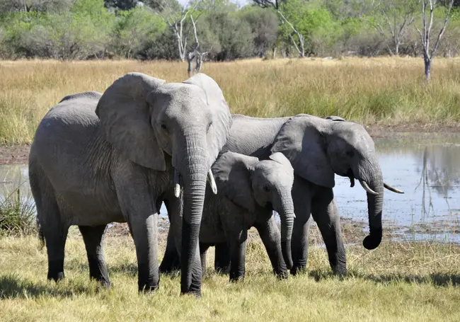 Президент Ботсваны пригрозил отправить в Германию 20 тысяч слонов