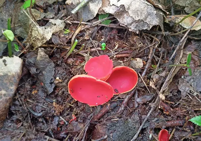 В лесу у Дубовки найдены первые грибы. Но собирать их мы не стали
