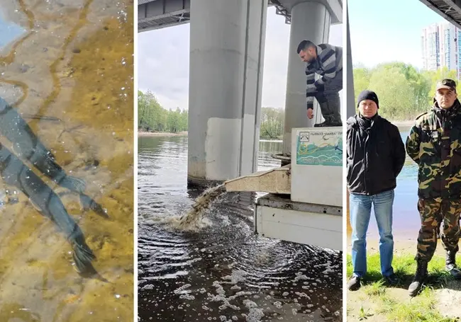 Сотрудники БООР зарыбили Осиповичское водохранилище