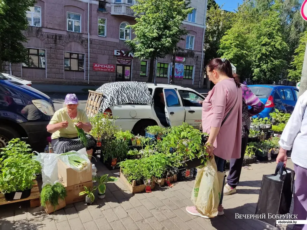 Что почем? Приценились к рассаде на могилевских рынках, изучили ассортимент  и сравнили ценники с прошлогодними | bobruisk.ru