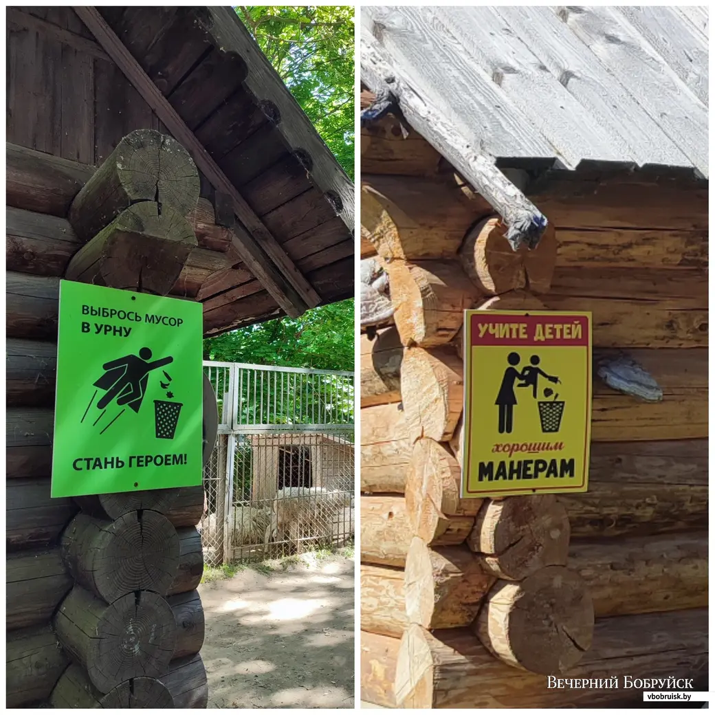 Видели драку муфлонов и умилялись медвежонком. Сходили в могилевский зоосад  | bobruisk.ru