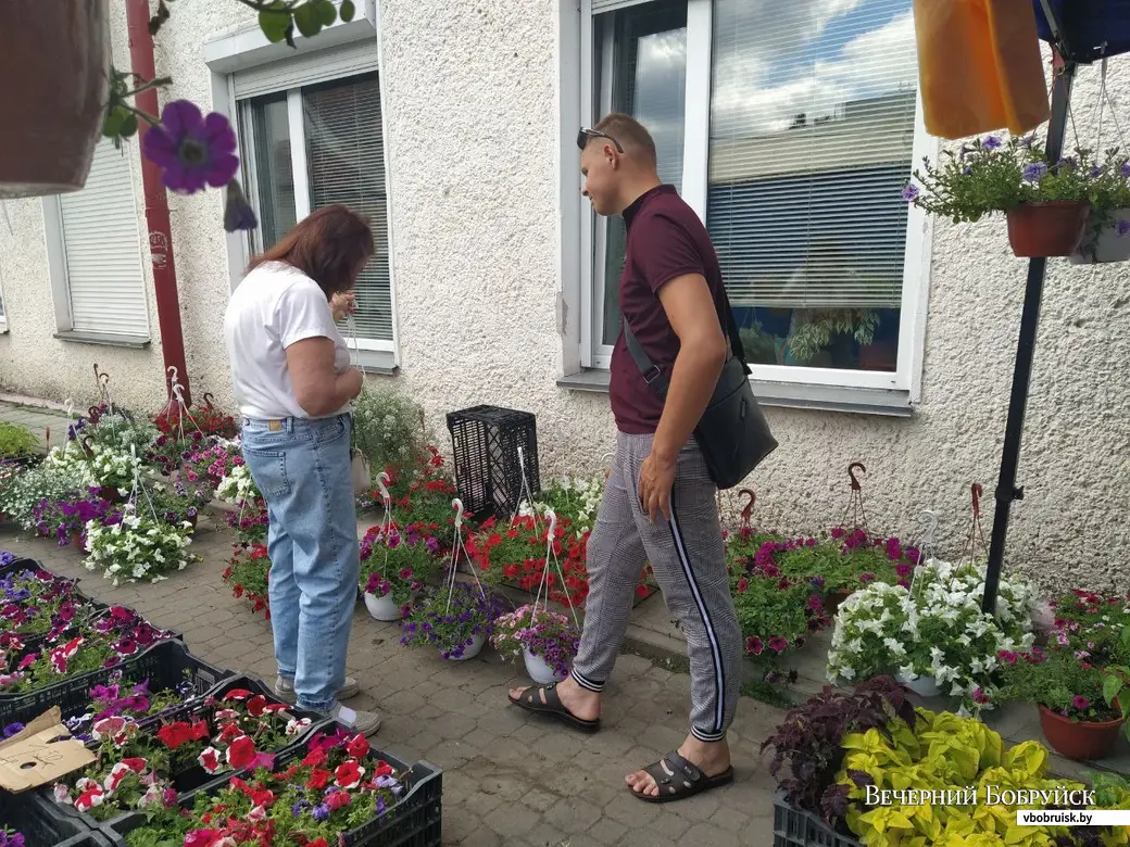 Где ассортимент больше и цены ниже: выбираем балконные цветы в Могилеве |  bobruisk.ru