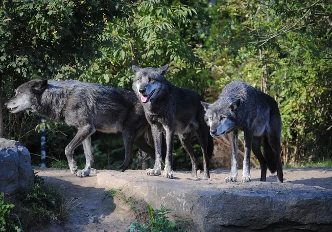 В Дятловском районе стая волков ворвалась во двор сельчанки. Милиция выгнала хищников обратно в лес