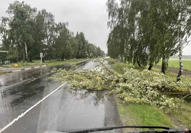 В Беларуси из-за непогоды пострадало 16 тыс. га посевов на полях