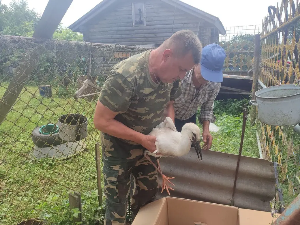 В Бобруйском районе упало гнездо аистов: четыре птенца пострадали, их  забрали домой люди | bobruisk.ru