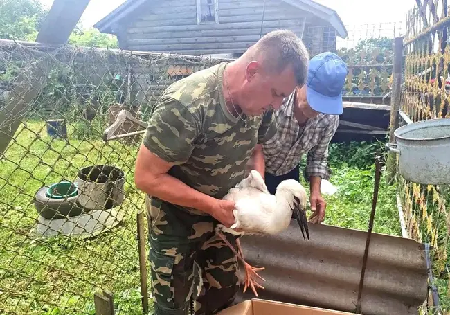 В Бобруйском районе упало гнездо аистов: четыре птенца пострадали, их забрали домой люди