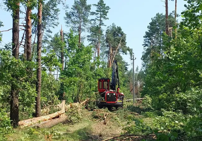 В Минлесхозе обсудили лесовосстановление на ветровально-буреломных участках. Какой план на Могилевщине?