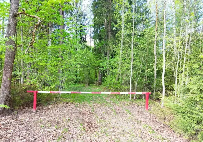 В лесах Бобруйского района уже можно гулять и жарить шашлыки