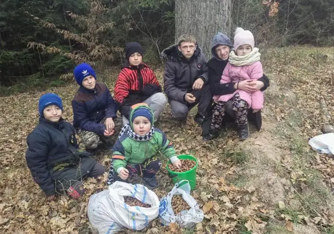 Более тонны желудей собрали жители Глушанского сельского совета