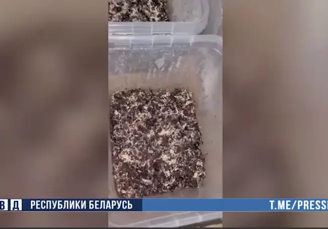 В Минске ликвидирована «грибная» нарколаборатория: ее организовала семейная пара иностранцев