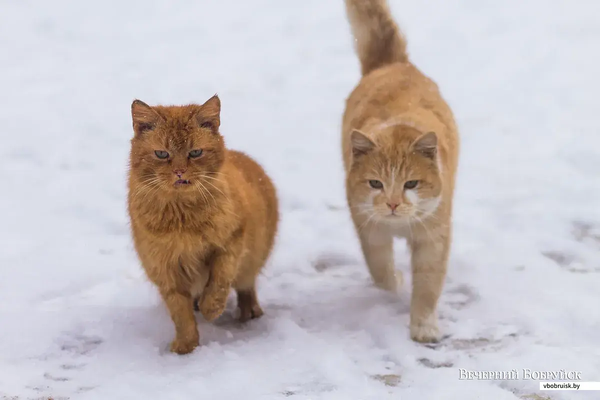 Коты в районе «Бойни»