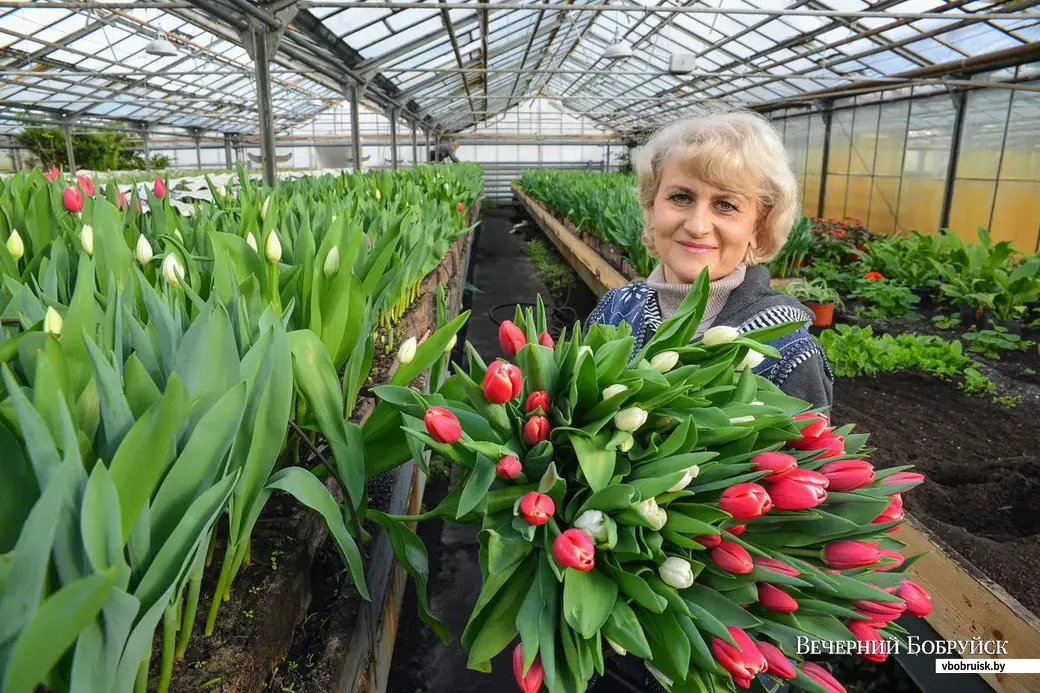 Цветовод Наталья Иванова сортирует свежесрезанные тюльпаны.