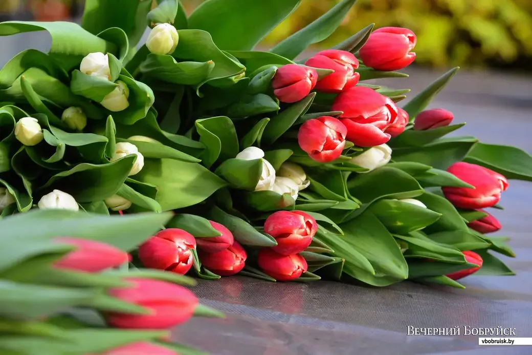 Тюльпаны сортов «Кунг-фу», «альбатрос» и «апельдорн».