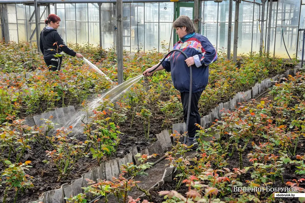 Цветоводы Людмила Руденкова и Екатерина Каверзникова поливают саженцы чайно-гибридных роз.